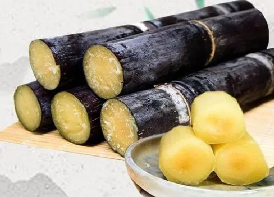 果实科普|甘蔗是果实吗