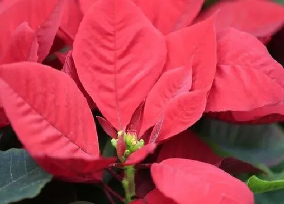 植物寓意|什么花象征着顺利吉祥成功（象征着吉祥如意的花是什么花）
