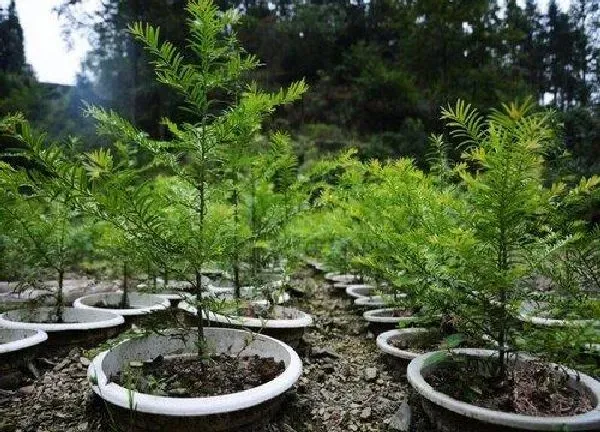 植物换土|松树盆景换土时间和方法