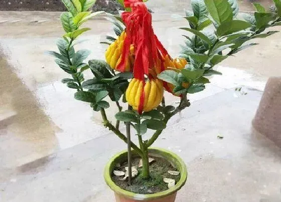 开花时间|金佛手几月份开花结果 一年开几次花