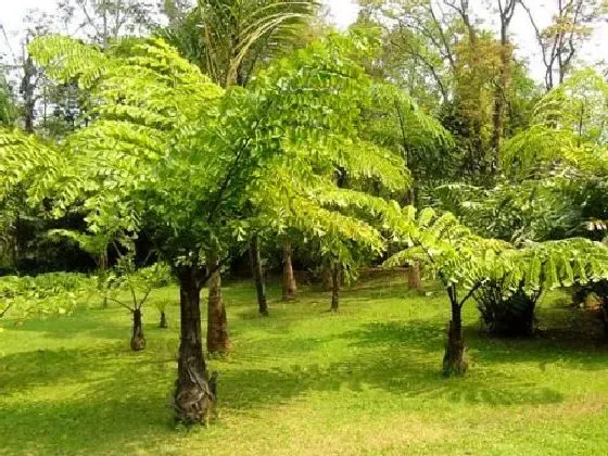 植物百科|桫椤是什么植物类别 属于什么科植物