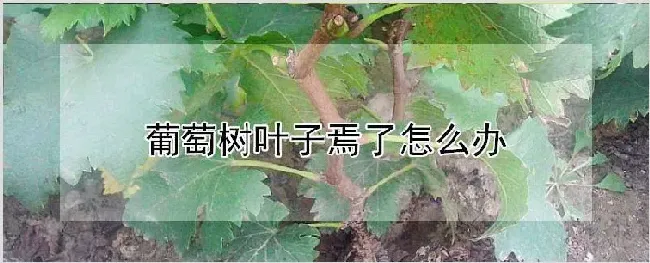 葡萄树叶子焉了怎么办 | 种植技术