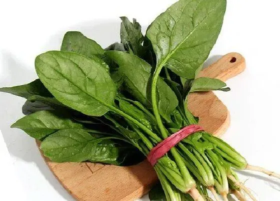 果实成熟|菠菜成熟期多少天 生长期是多少天成熟