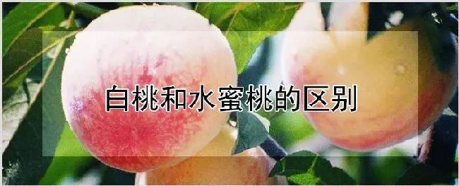 白桃和水蜜桃的区别 | 农业技术