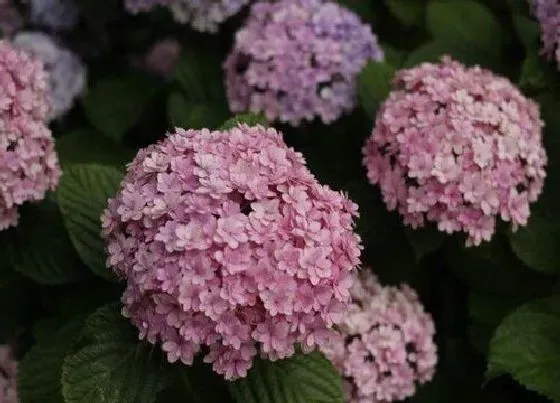 花期|花手鞠一年开几次花