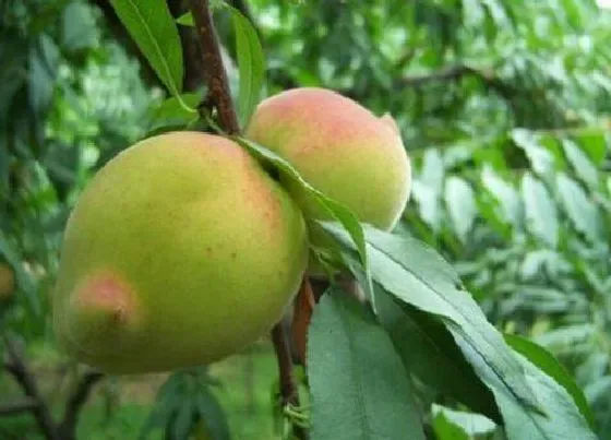 果实成熟|九仙桃什么时候成熟 成熟的季节是几月