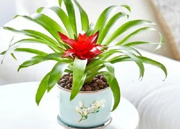 植物浇水|鸿运当头几天浇一次水 春夏秋冬各不同