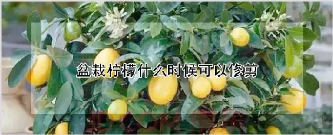 盆栽柠檬什么时候可以修剪 | 耕种资料