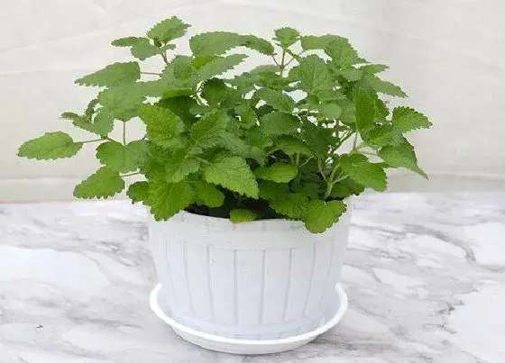 客厅摆放|薄荷放客厅风水好吗