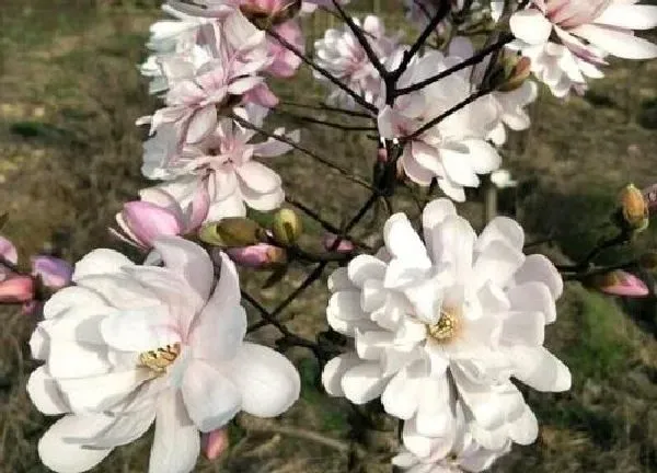 植物移栽|白兰花换盆注意事项 在几月份换盆好