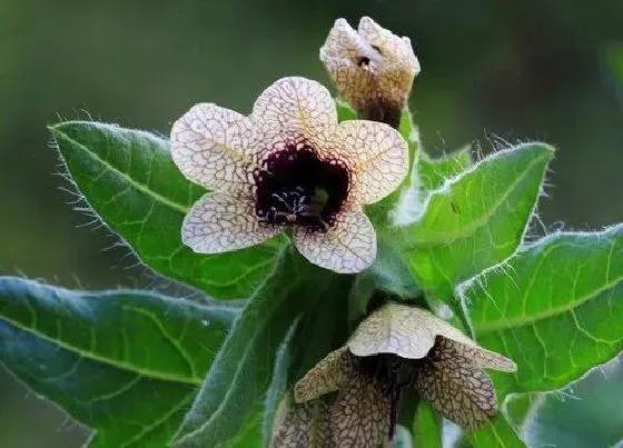 花卉百科|代表复仇的花