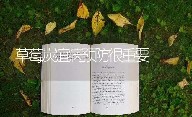 草莓炭疽病预防很重要 | 瓜果种植