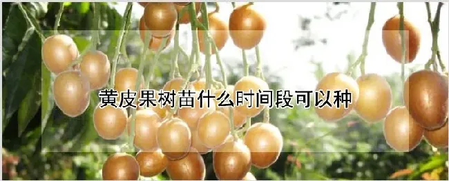 黄皮果树苗什么时间段可以种 | 养殖技术