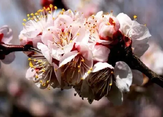 花语|杏花花语及代表意义