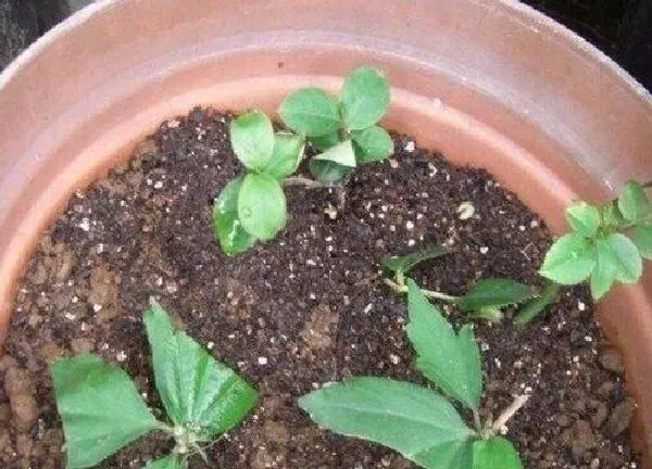 植物发芽|木槿什么时候发芽长叶