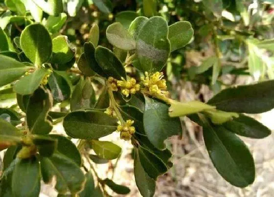 植物百科|小叶黄杨开花吗 属于开花植物