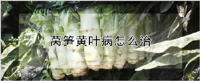 莴笋黄叶病怎么治 | 养殖技术