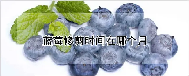 蓝莓修剪时间在哪个月 | 自然知识