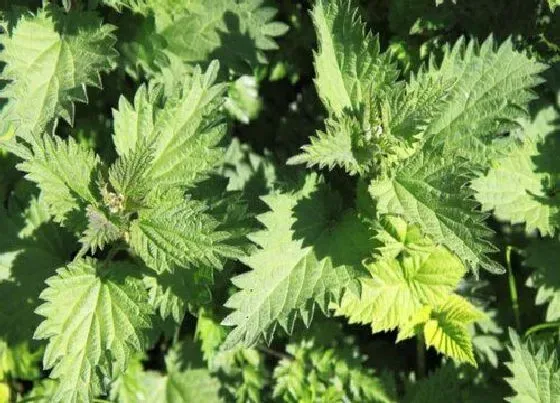 植物排行|荨麻科植物有哪些