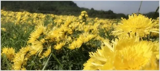 金丝皇菊怎么种？南方地区金丝皇菊栽培管理技术 | 农业技术