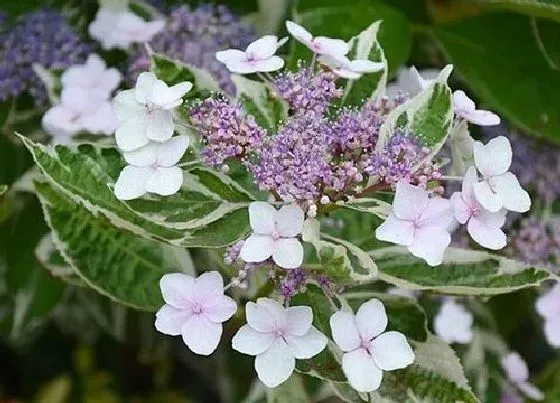 种植方法|绣球花怎么种植 栽种时间和方法