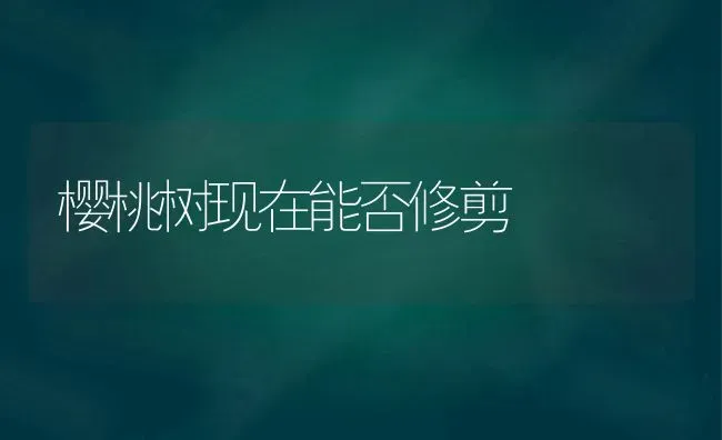 樱桃树现在能否修剪 | 瓜果种植