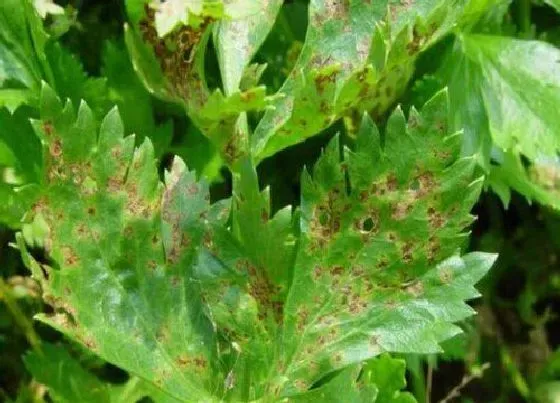 植物病害|芹菜炭疽病的发病原因与治疗方法