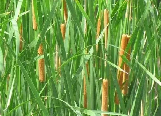 花语|蒲草的花语是什么寓意 代表象征着什么意思