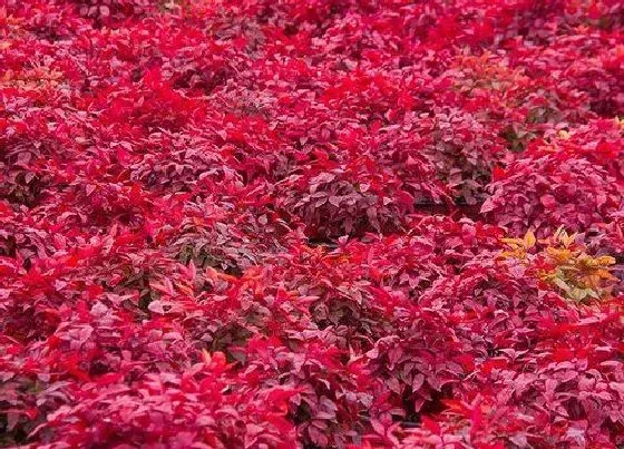 植物毒性|天竹有毒吗 能在家里养吗