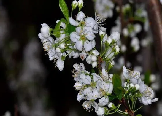 颜色花|李子树花是什么颜色的