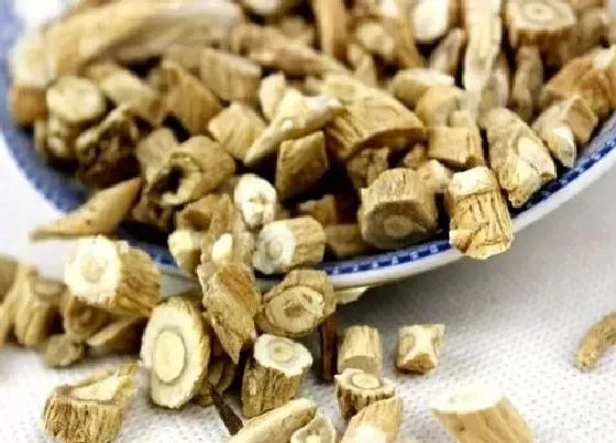 根部|板蓝根是什么植物的根
