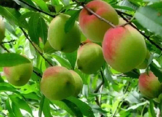 果实成熟|九仙桃什么时候成熟 成熟的季节是几月