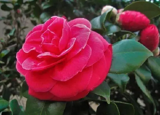 植物种类|山茶花是树还是花