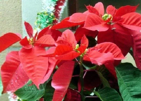 植物百科|一品红开花吗 开花什么样子