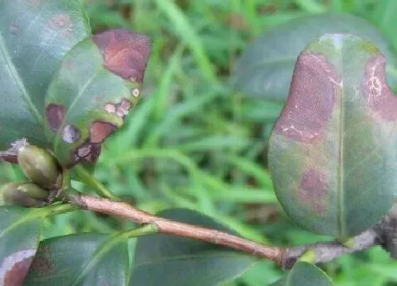 植物病害|大樱桃炭疽病发病原因及治疗方法