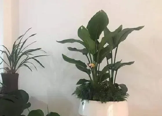 植物播种|鹤望兰种子怎么种植