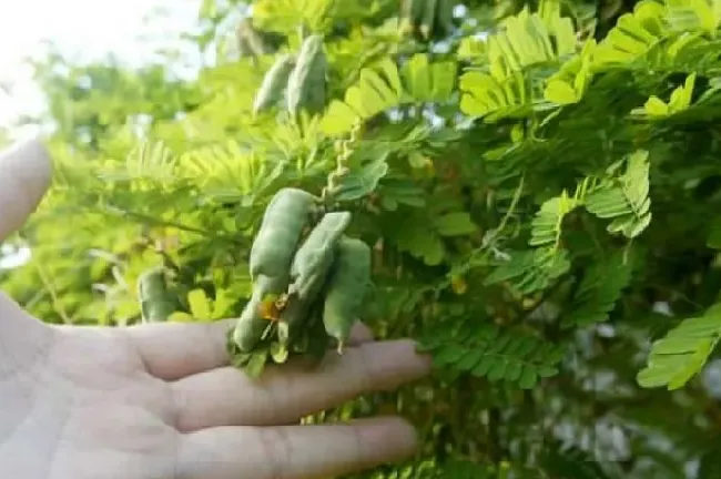 功效常识|鸡骨草有什么作用