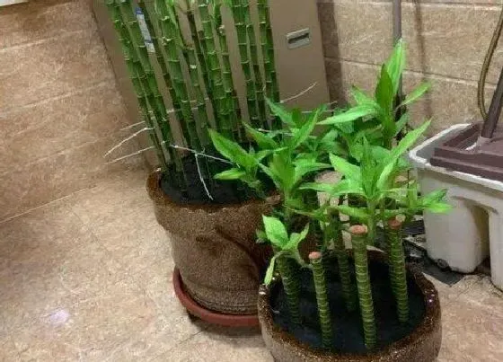冬天植物|富贵竹耐寒最低温度是多少（富贵竹怎么安全度过冬天）