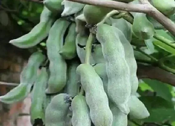 种植管理|狗爪豆什么季节种植合适