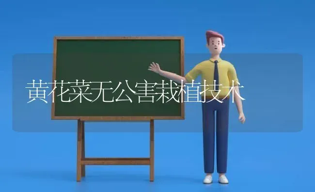 黄花菜无公害栽植技术 | 蔬菜种植