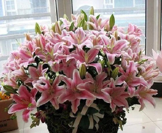 花卉风水|百合花风水寓意与作用 家里摆放百合花风水禁忌