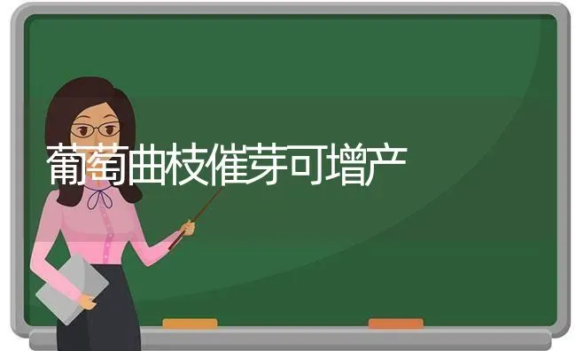 葡萄曲枝催芽可增产 | 瓜果种植