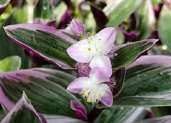 植物排行|可以净化空气的植物有哪些