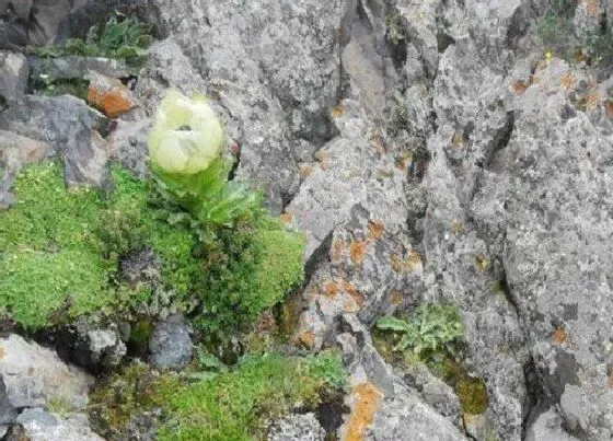 植物百科|雪莲生长在什么地方