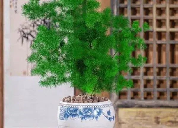 养殖方法|蓬莱松怎么养殖方法
