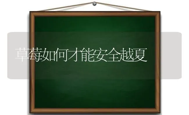 草莓如何才能安全越夏 | 瓜果种植