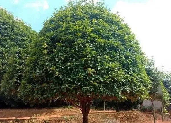 植物浇水|桂花树多长时间浇一次水