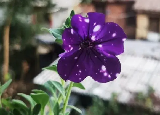 种植土壤|矮牵牛配土方法与种植土壤