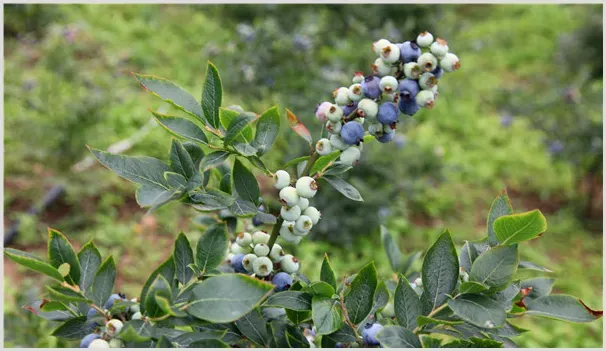 庭院蓝莓怎样种植？这些方法要掌握 | 农业技术