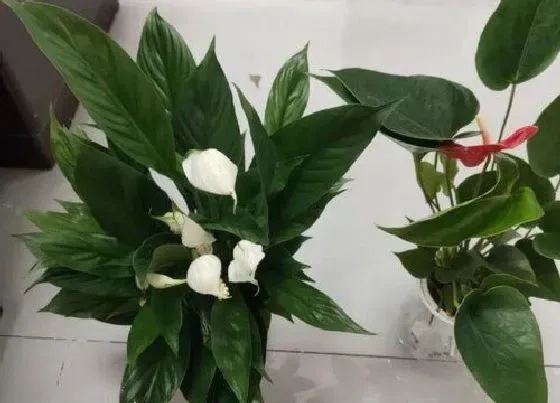 摆放常识|一帆风顺花适合在室内养吗